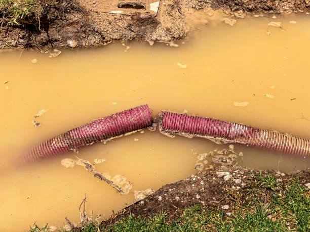 Best Flood damage cleanup  in Labelle, FL